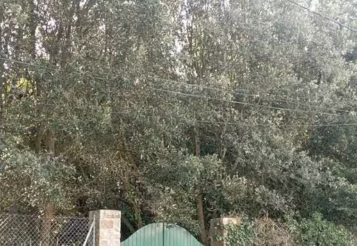 Une pétition circule contre la bétonisation de la parcelle du Bois-Henrot, à Saint-Pierre-Quiberon
