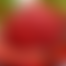 Recette de sorbet aux fraises, menthe et gingembre
