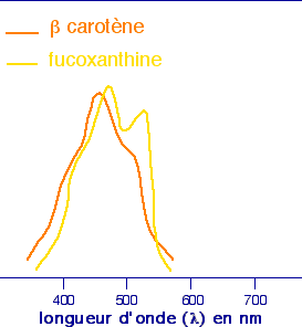 Spectre d'absorption