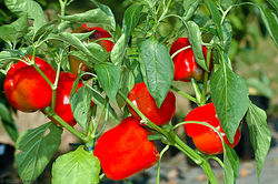 Capsicum annuum