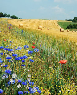 Field_Hamois_Belgium_Luc_Viatour