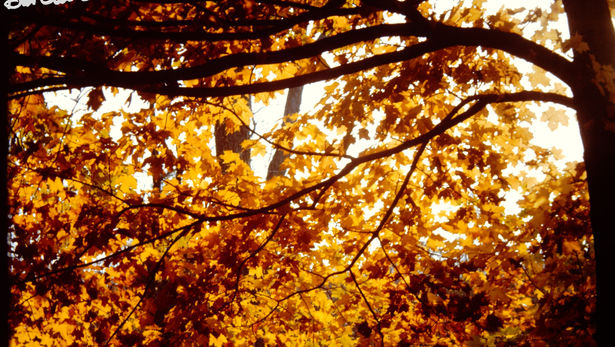 Connecticut October 1963 (19) copy.jpg