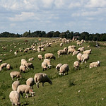 Sheep Near Lighthouse