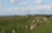 Sheep Near Lighthouse