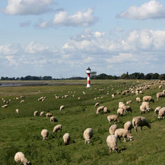 Jacob Tended Sheep For A Wife