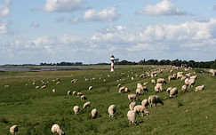 Pastoral Scene, with sheep all over.