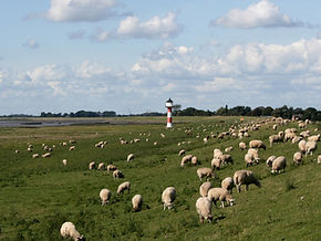 Pastoral Scene