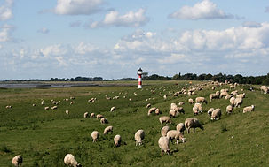 Pastoral Scene