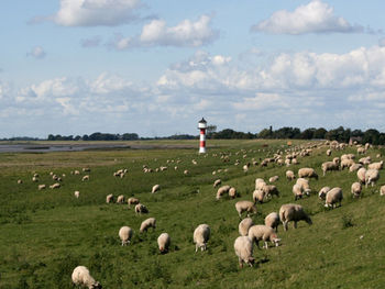 Salzwiesenlamm