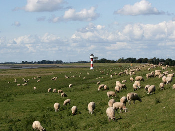 Salzwiesenlamm