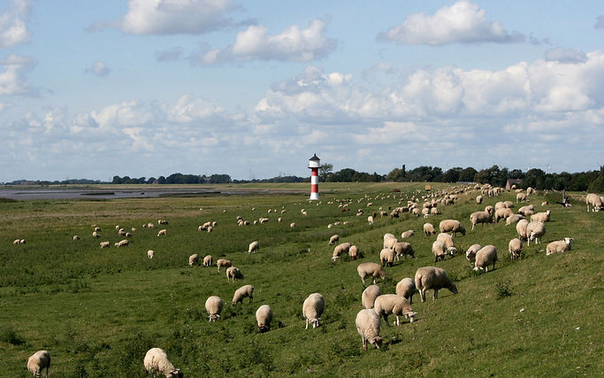 Pastoral Scene