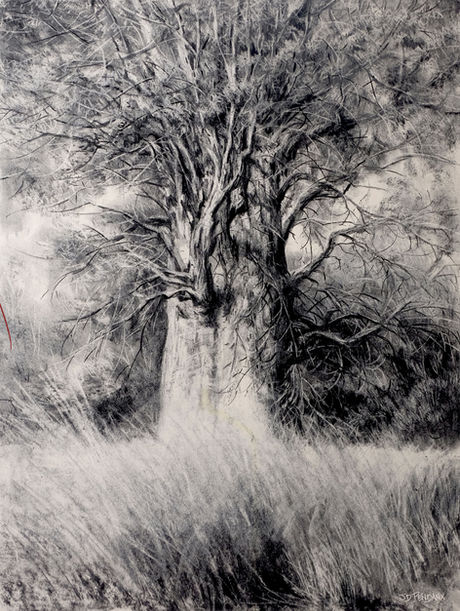 Fusain sur papier cartonné