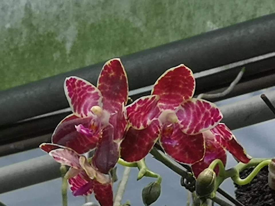 Thumbnail: Phalaenopsis Joey 'Big Tree' 
