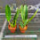 Thumbnail: Cattleya gaskelliana semi-alba 'Ireene' x 'Maruja'