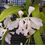Thumbnail: Cattleya trianae albascens 