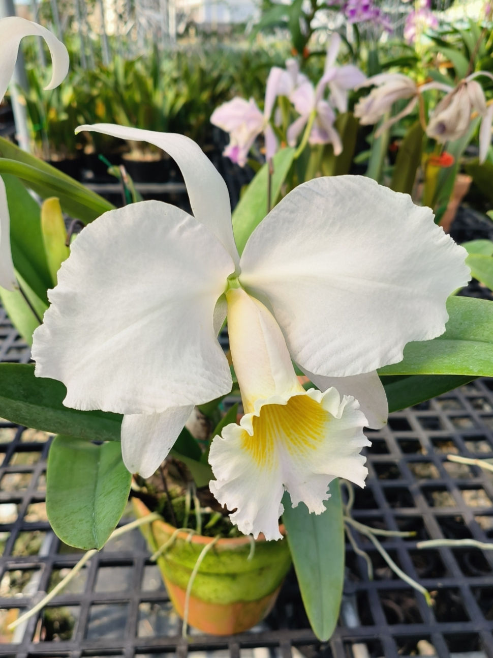 Thumbnail: Cattleya gaskelliana var. suavissima 'Sutil'