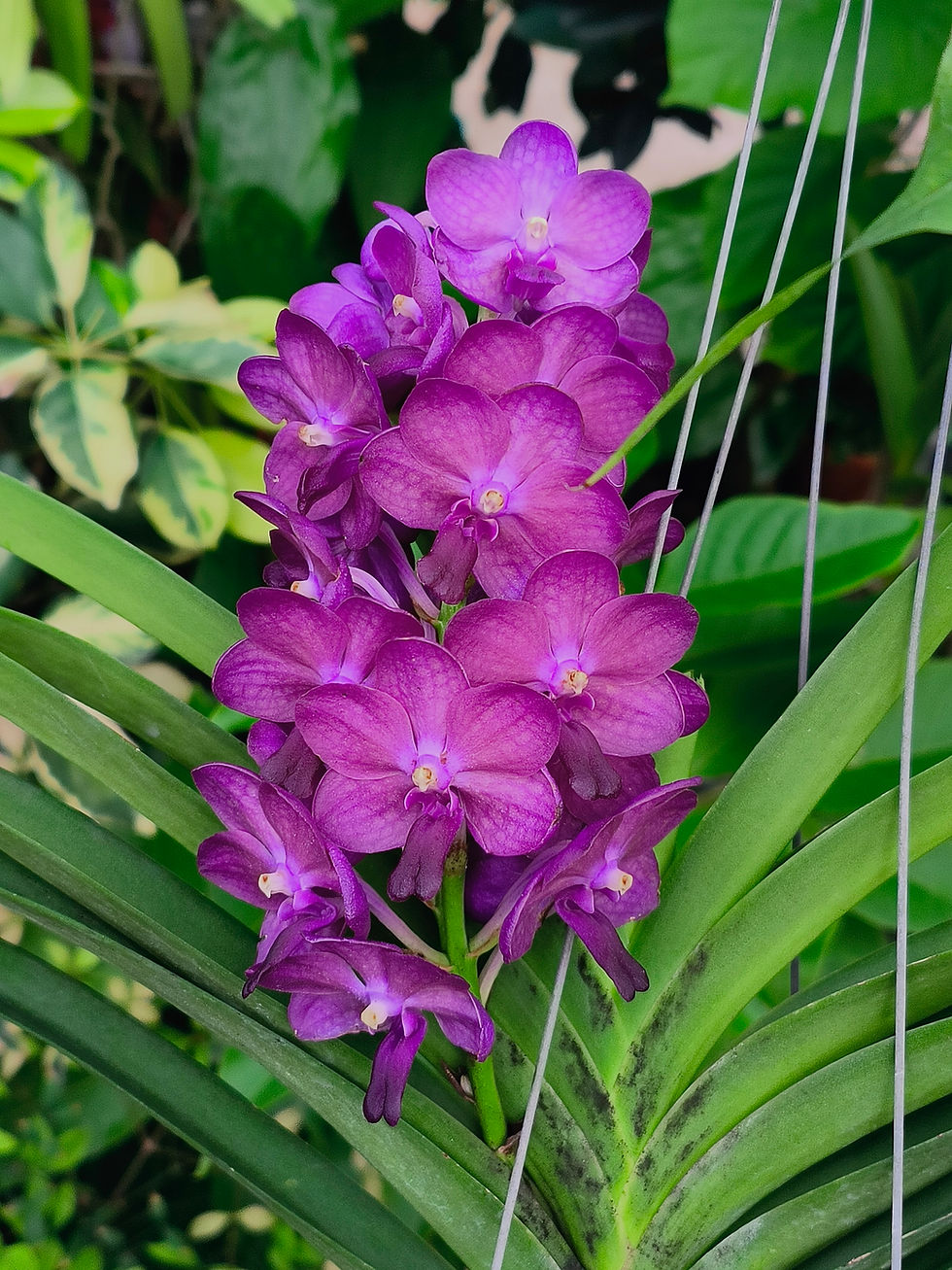 Thumbnail: Vandachostylis Bangsai Star Blue