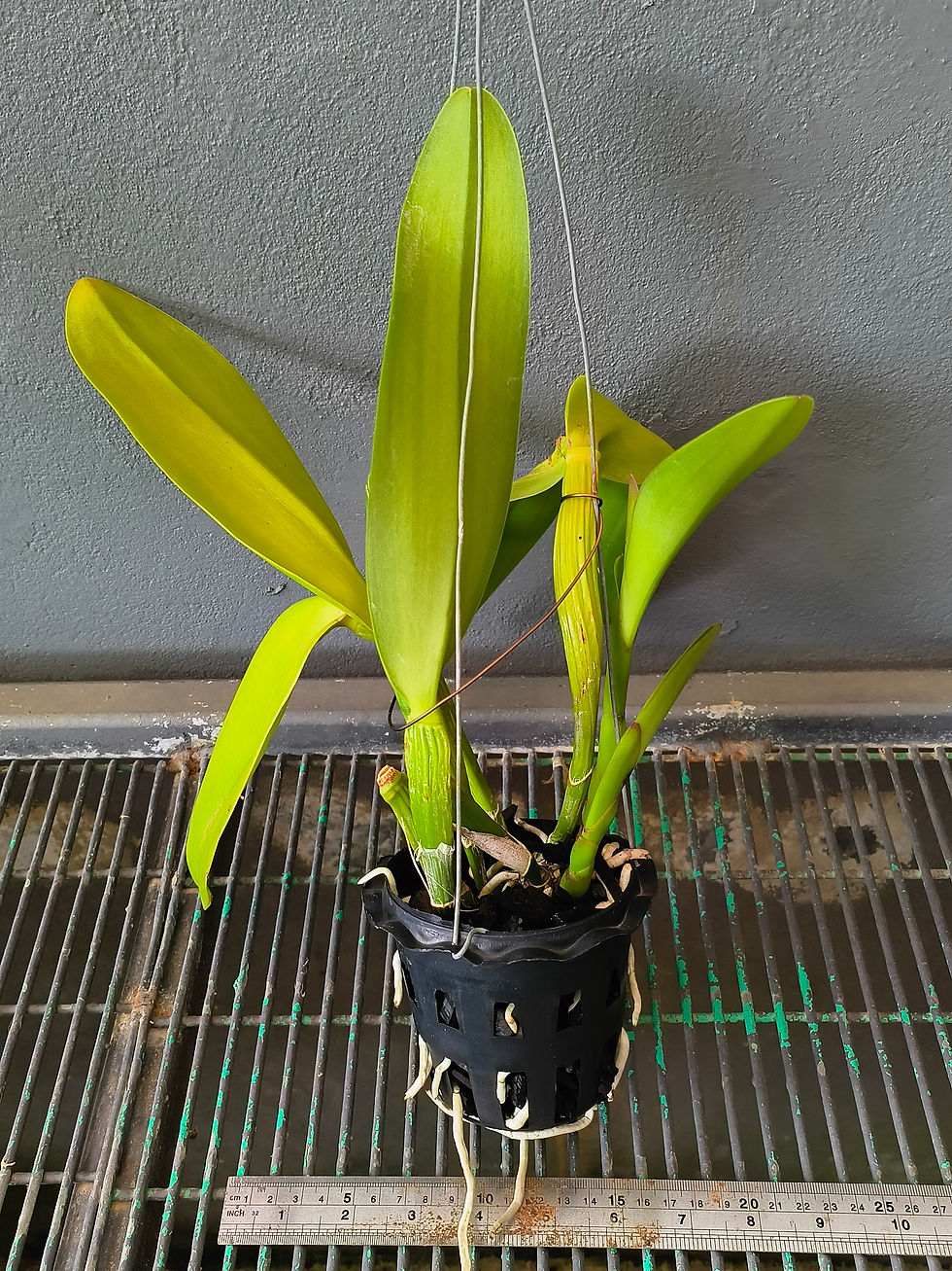 Thumbnail: Cattleya labiata var. rubra 'selected' ('Escura' X self)