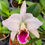 Thumbnail: Cattleya percivaliana semi-alba