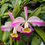 Thumbnail: Cattleya wallisii f. fantasia 'Fairy' SBM/JOGA