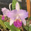 Thumbnail: Cattleya lueddemanniana coerulea flamea 'Lued01'