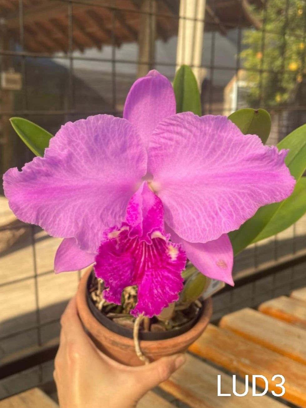 Thumbnail: Cattleya lueddemanniana tipo atropurpurea venosa