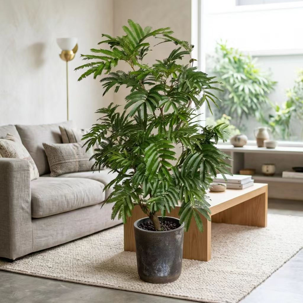 Pithecellobium confertum (Japanese Everfresh)