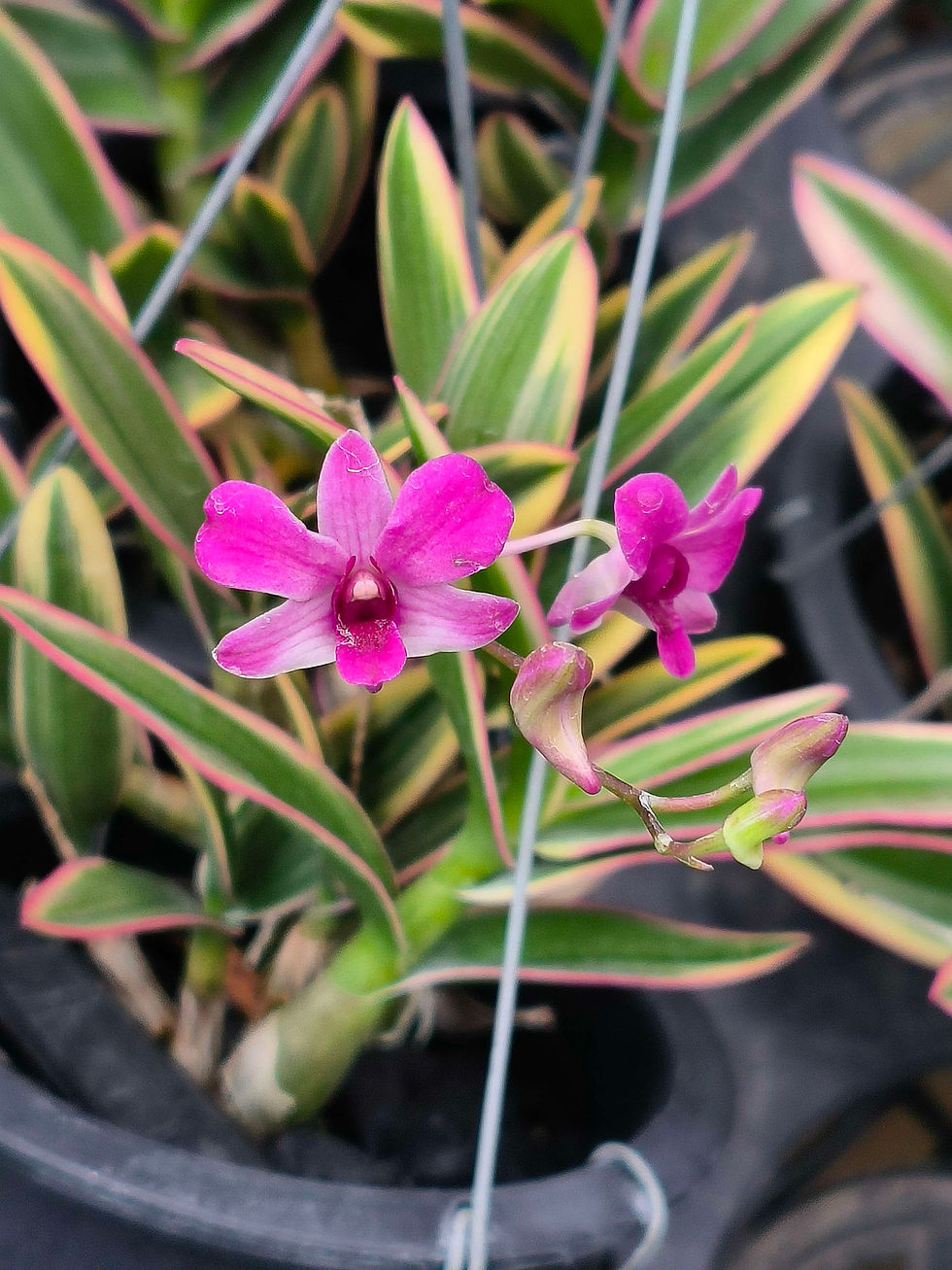 Thumbnail: Dendrobium Thai Pearl 