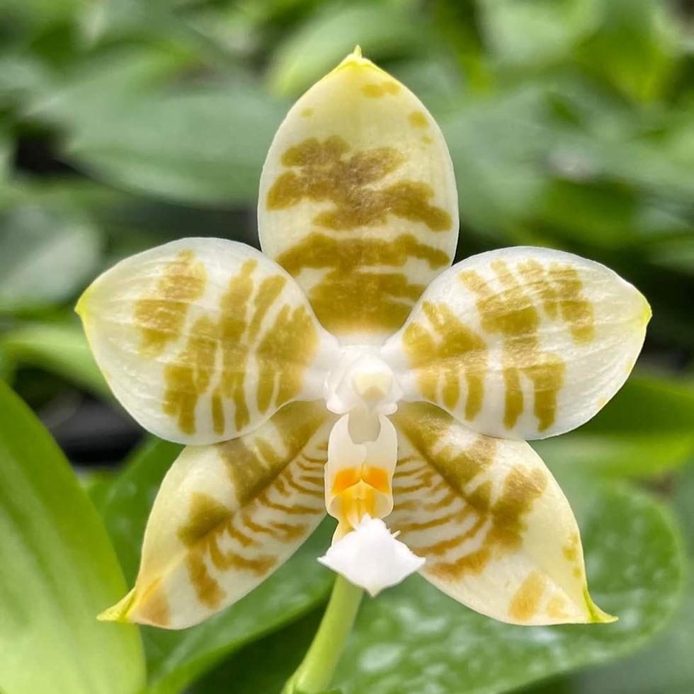 Phalaenopsis gigantea alba X Mituo Golden Tiger 'White Tiger' website