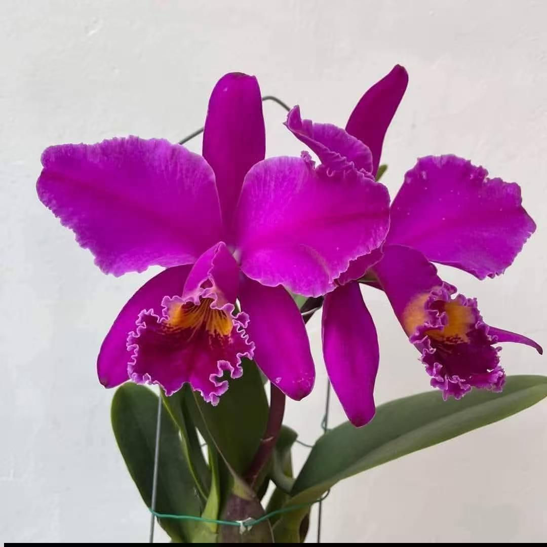 Cattleya mossiae rubra 'Willowbrook' FCC/AOS (TC)