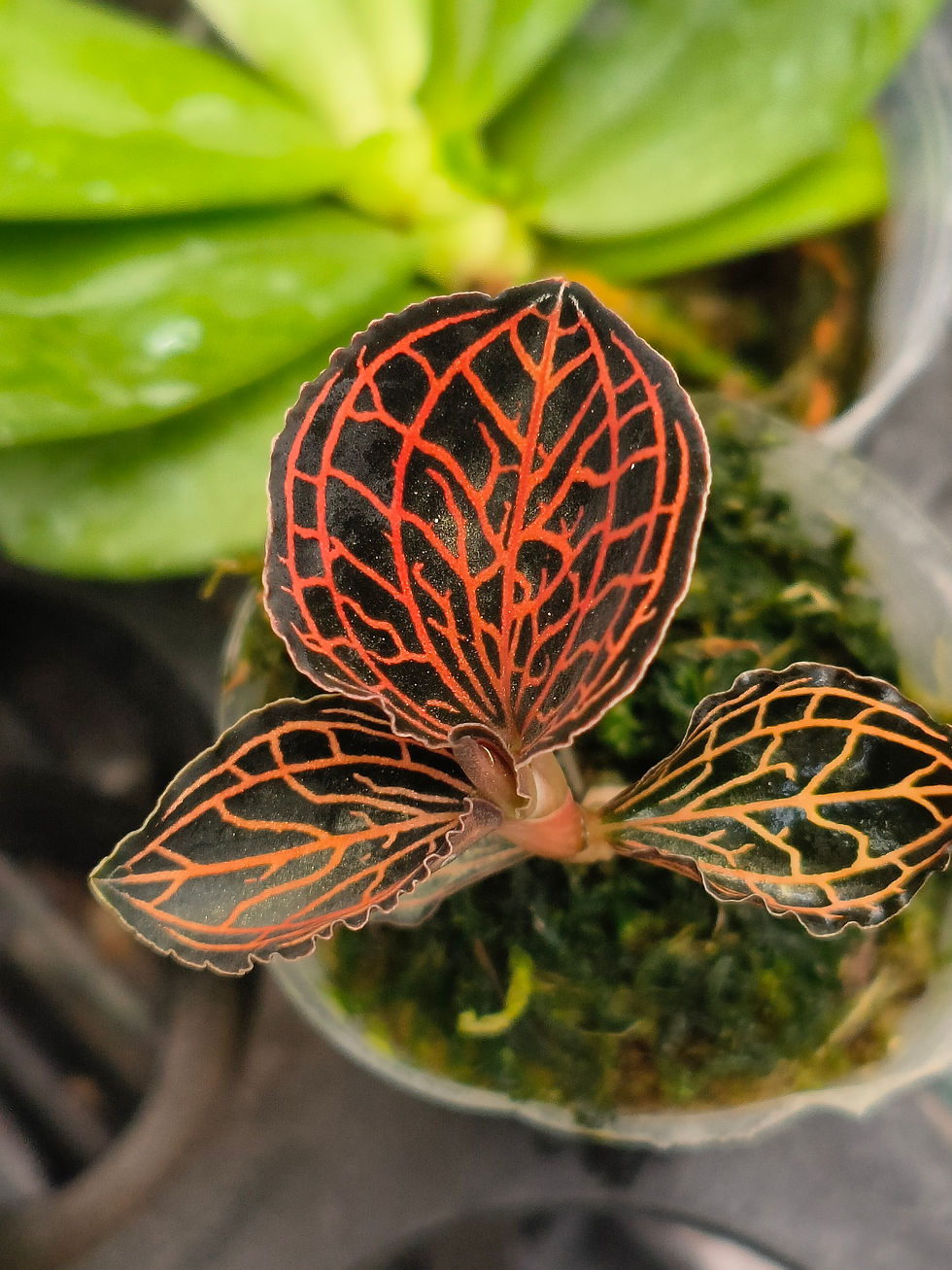 Thumbnail: Anoectochilus albolineatus 'Ladies Best Friend'