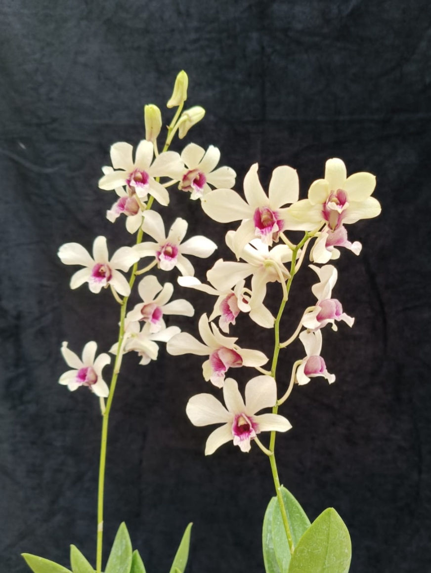 Thumbnail: Dendrobium Jantar Mantar Jadu Mantar