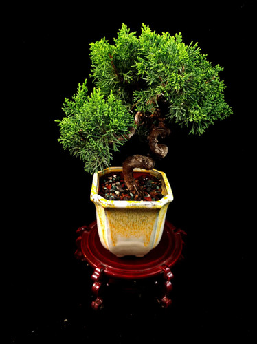 石付き糸魚川真柏　shinpaku Juniperus chinensis Juniperus chinensis (Japanese Itoigawa Shimpaku 日本糸魚川真