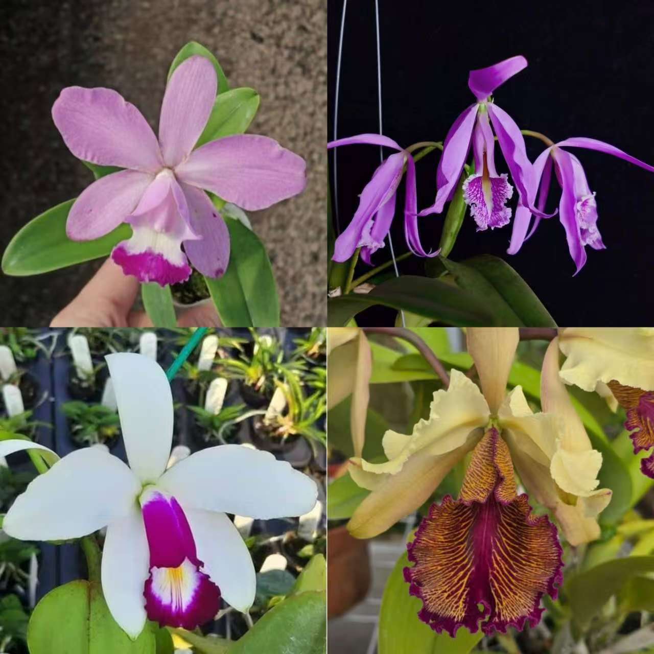 Cattleya species and hybrids