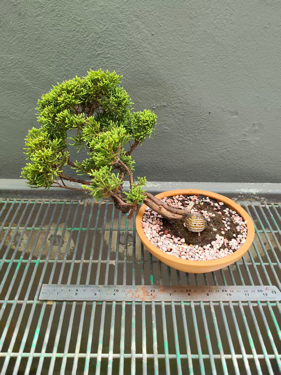 Thumbnail: Juniperus chinensis (Japanese Itoigawa Shimpaku 日本糸魚川真柏) bonsai