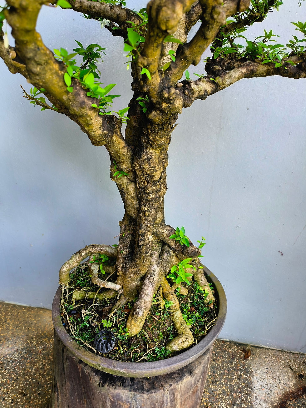 Thumbnail: Water Jasmine (水梅）bonsai