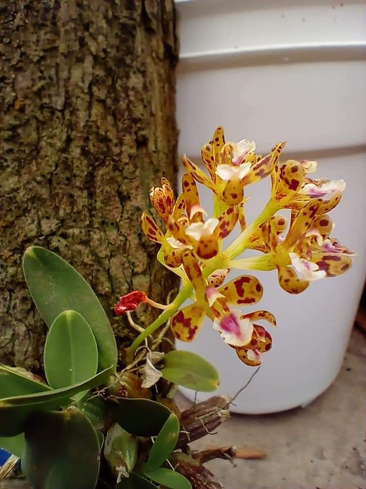 Thumbnail: Acriopsis densiflora