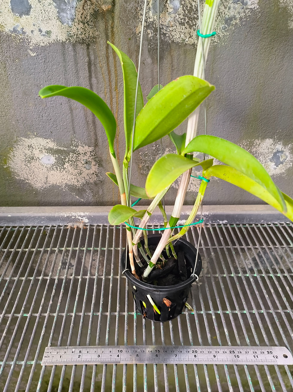 Thumbnail: Cattleya guttata albascens 'OA'