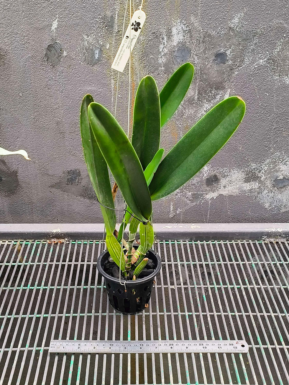 Thumbnail: Laelia purpurata flamea 'selected' OA 