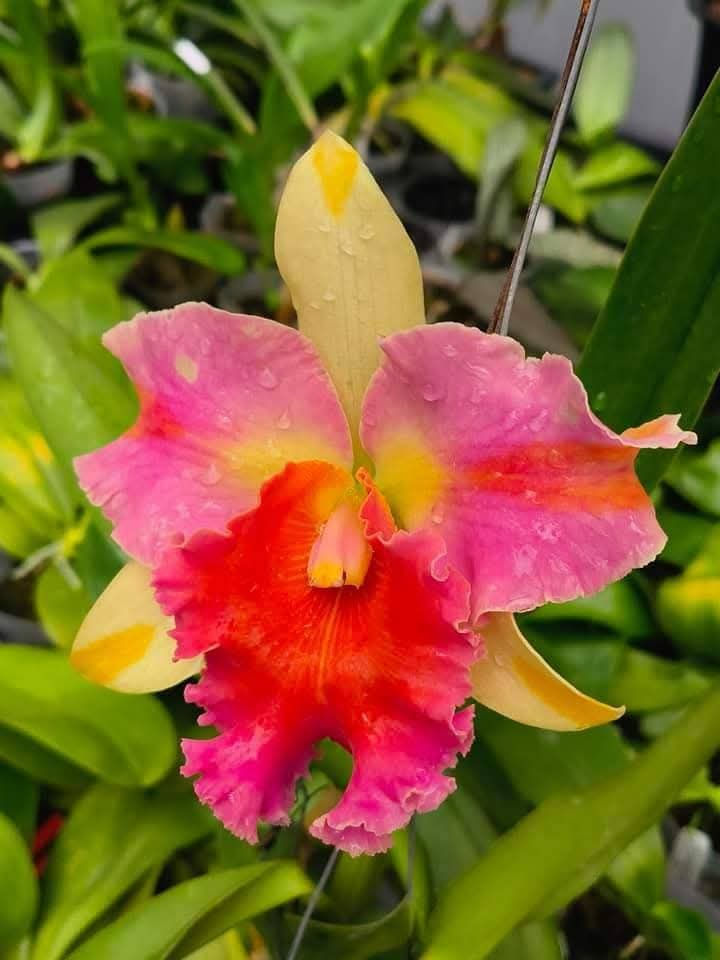 Thumbnail: Cattleya Amazing Thailand 'Rainbow' AM/RHT