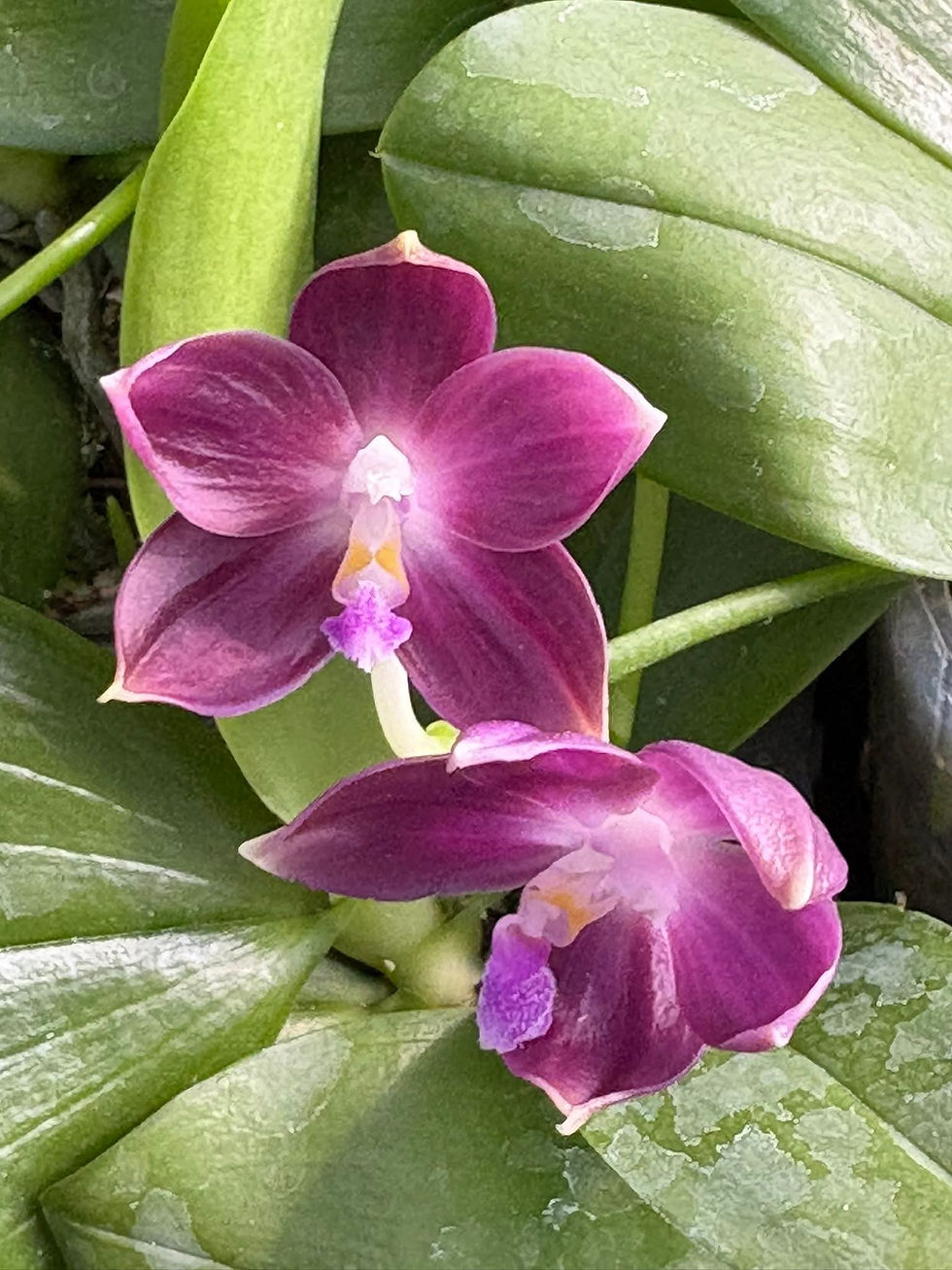 Thumbnail: Phalaenopsis Lucien Mugato x Mituo Zebra