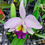 Thumbnail: Cattleya Tydea 'blue'