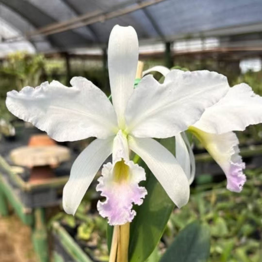 Cattleya labiata carnea