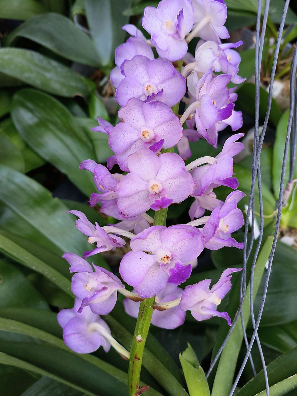 Thumbnail: Vandachostylis Mae Klong Beauty