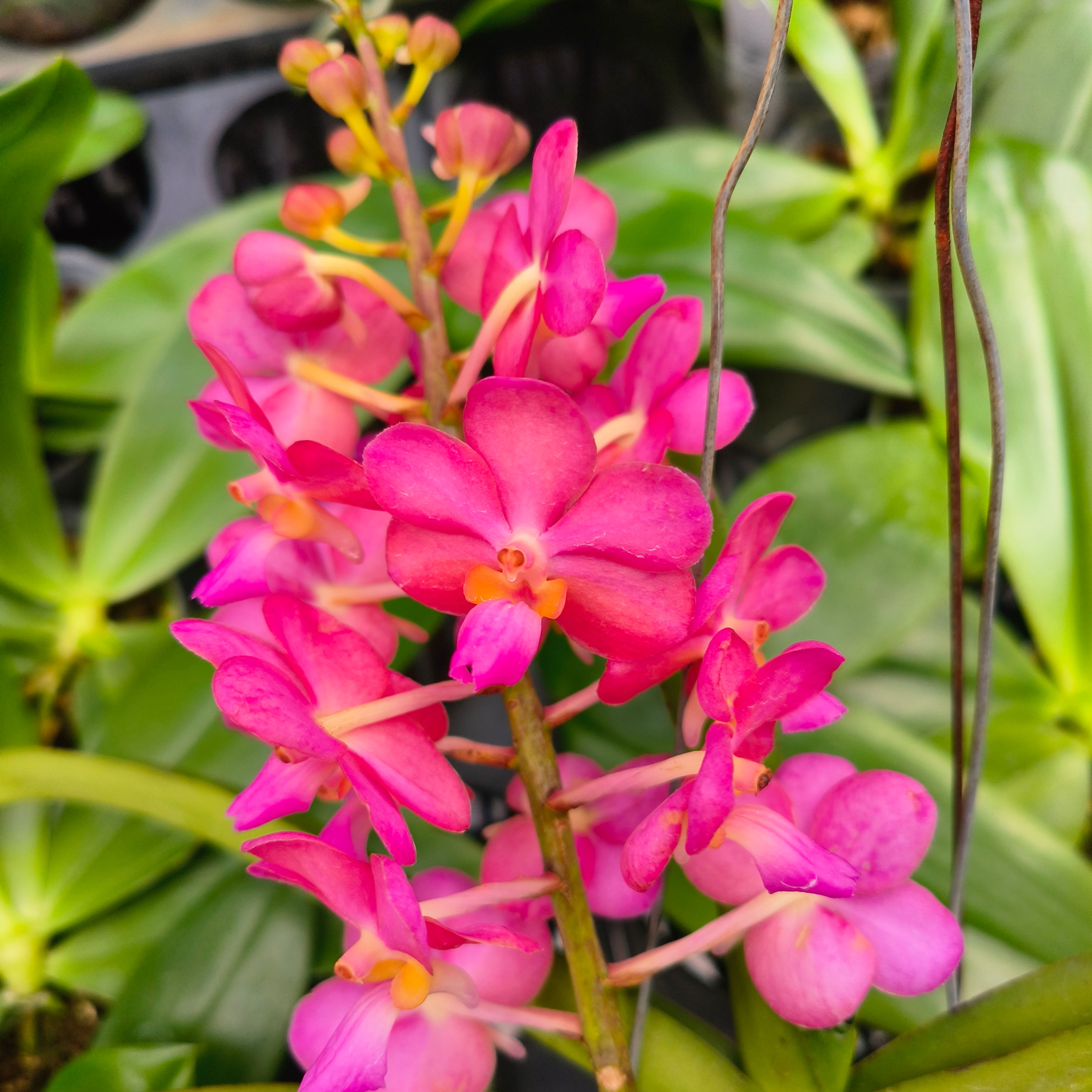 Perreiraara Bangkok Sunset x Wilas