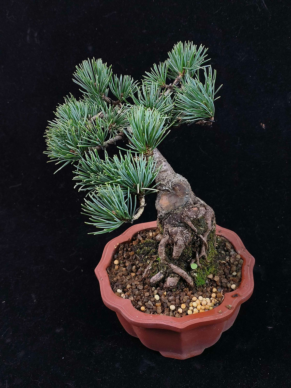 Thumbnail: Pinus parviflora 'short leaf' (矮霸五针松/Japan white pine/Azuma Goyo)