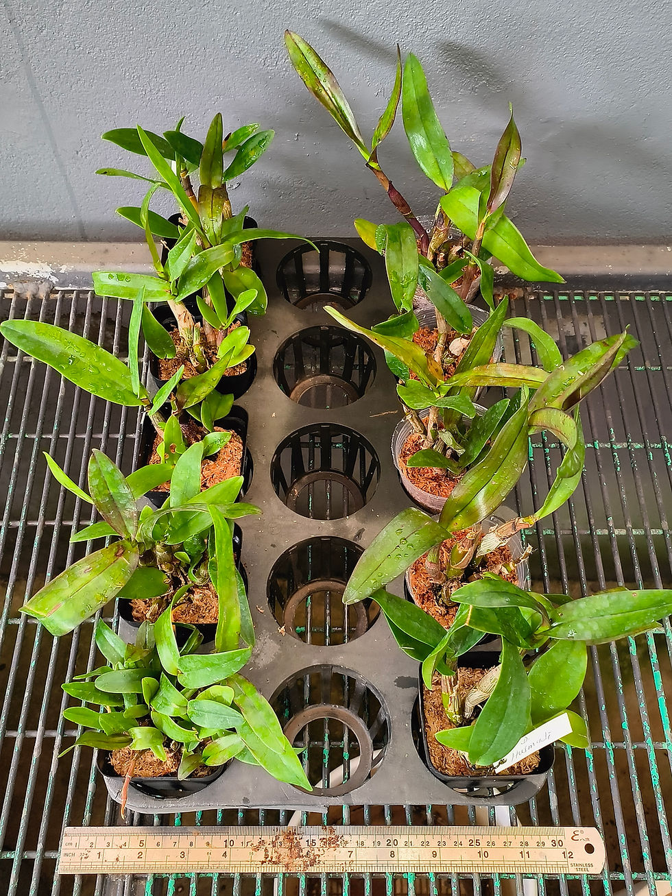 Thumbnail: Dendrobium Husmadi