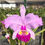 Thumbnail: Cattleya lueddemanniana atropurpurea flamea '1939'
