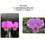 Thumbnail: Cattleya schroderae 4N x sib 'KS#1' x 'KS#2'