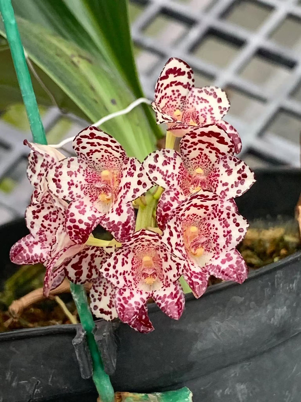 Thumbnail: Bulbophyllum kubahense